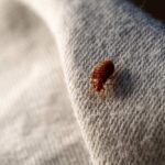 Bed bug crawling on a fabric surface