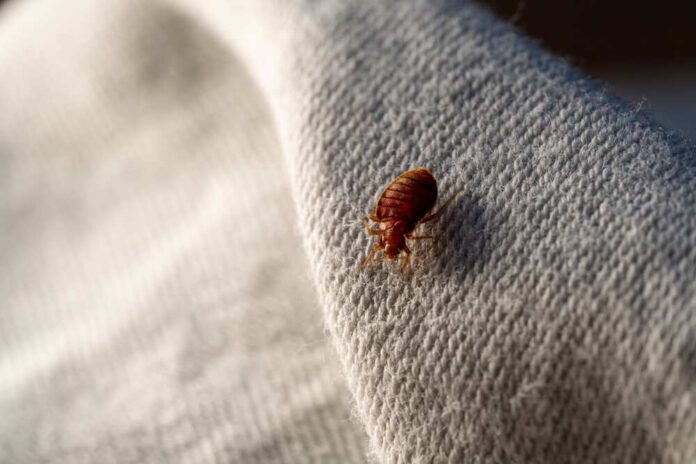shutterstock_2554607483.jpg featured image Bed bug crawling on a fabric surface