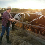 Farmer feeding cows in a sunny field