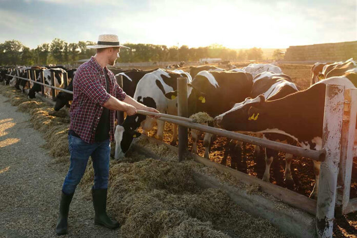 Farmer feeding cows in a sunny field