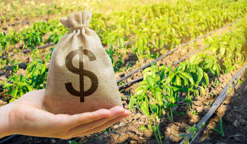 A hand holding a burlap money bag with a dollar sign in a green agricultural field