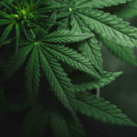 Close-up of a cannabis plant with green leaves.