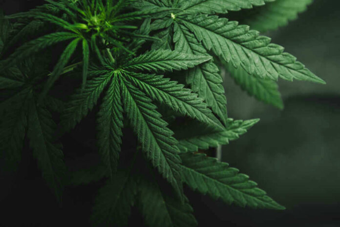 Close-up of a cannabis plant with green leaves.