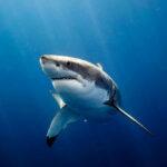 Massive Shark Lurks Off Coast — You Can Track It! Great white shark swimming in deep blue ocean