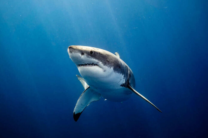 Great white shark swimming in deep blue ocean