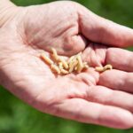 A hand holding several small larvae against a blurred green background