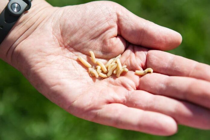A hand holding several small larvae against a blurred green background
