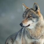 Close-up of a wolf with a focused expression