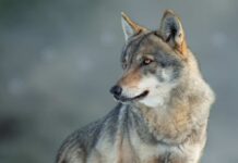 Close-up of a wolf with a focused expression
