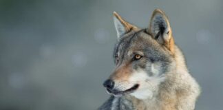 Close-up of a wolf with a focused expression