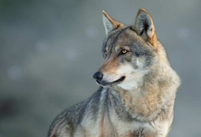 Close-up of a wolf with a focused expression