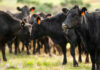 Burger Chain’s Grass-Fed Switch Underway Black cows grazing in a grassy field.