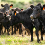 Burger Chain’s Grass-Fed Switch Underway Black cows grazing in a grassy field.
