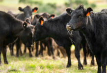 Burger Chain’s Grass-Fed Switch Underway Black cows grazing in a grassy field.