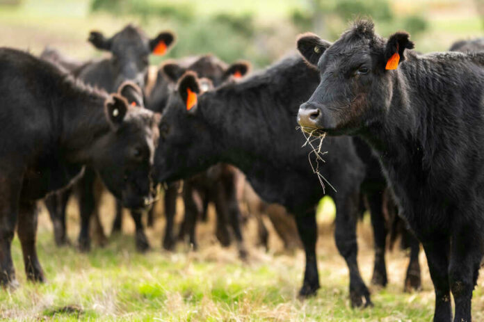shutterstock_1729306699 Black cows grazing in a grassy field.