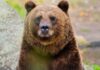 VIDEO: Bear Attack Turns Hike Into Rescue Mission Close-up of a grizzly bear in a natural setting