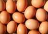 Egg Recall Panic Sweeps United States Brown eggs arranged closely together in bright light