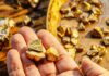 Ancient Gold Rings Hint at Hidden Secret Hand holding raw gold nuggets