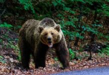 A grizzly bear standing on a forest path