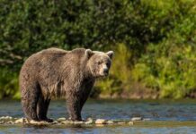 Close Call: Bear Hurts Man, Chaos Follows