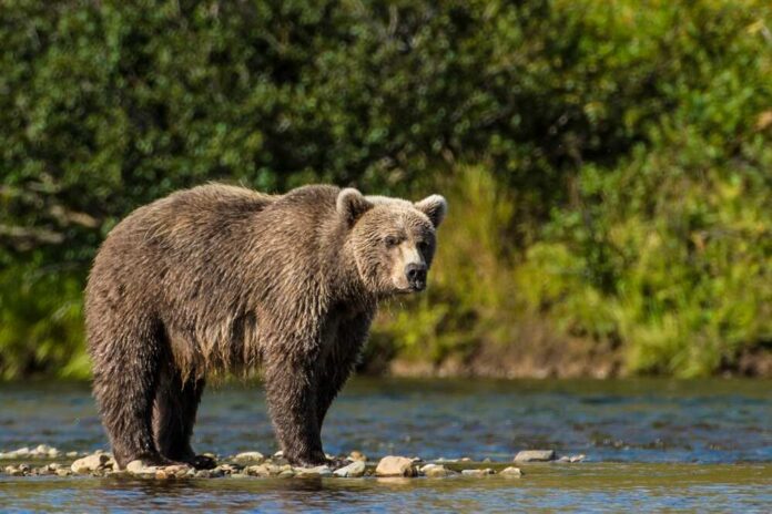 Grizzly,Bear,(brown,Bear),(ursus,Arctos),,Moraine,Creek,(river),,Katmai