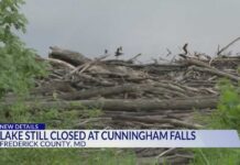 Rabid Beaver Rampage Shuts Popular Lake Cunningham Falls State Park visitors patient about lake reopening after 2 rabid beaver attacks