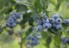 Deadly Mystery: Was It Blueberries?! Blueberries on a bush