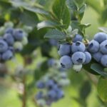 Blueberries on a bush