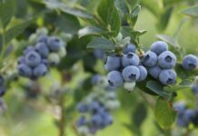 Blueberries on a bush