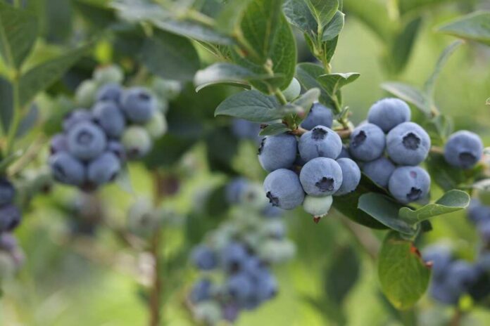 Wild,Blueberries,Growing,Outdoors,,Closeup,And,Space,For,Text.,Seasonal Blueberries on a bush